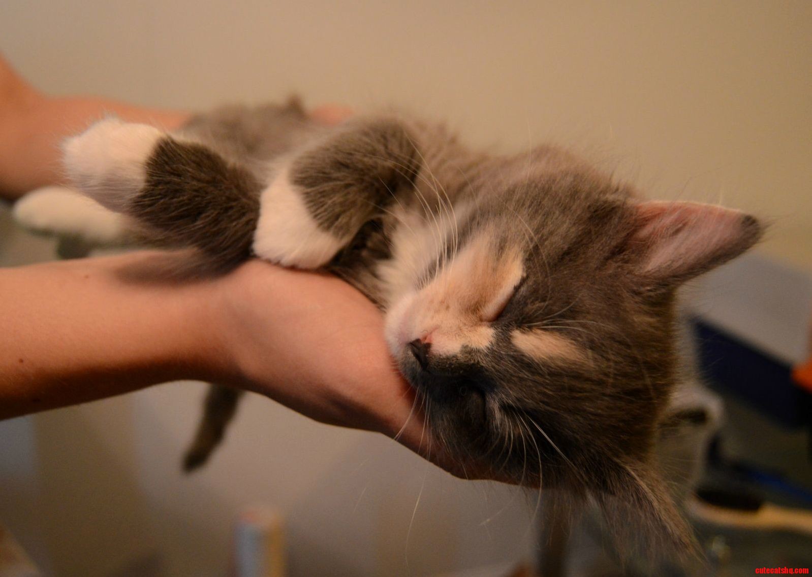 Sleepy Kitty