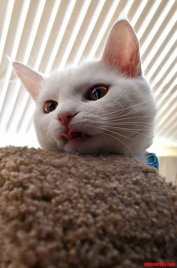 Snapped This Picture of My Cat at the Right Time