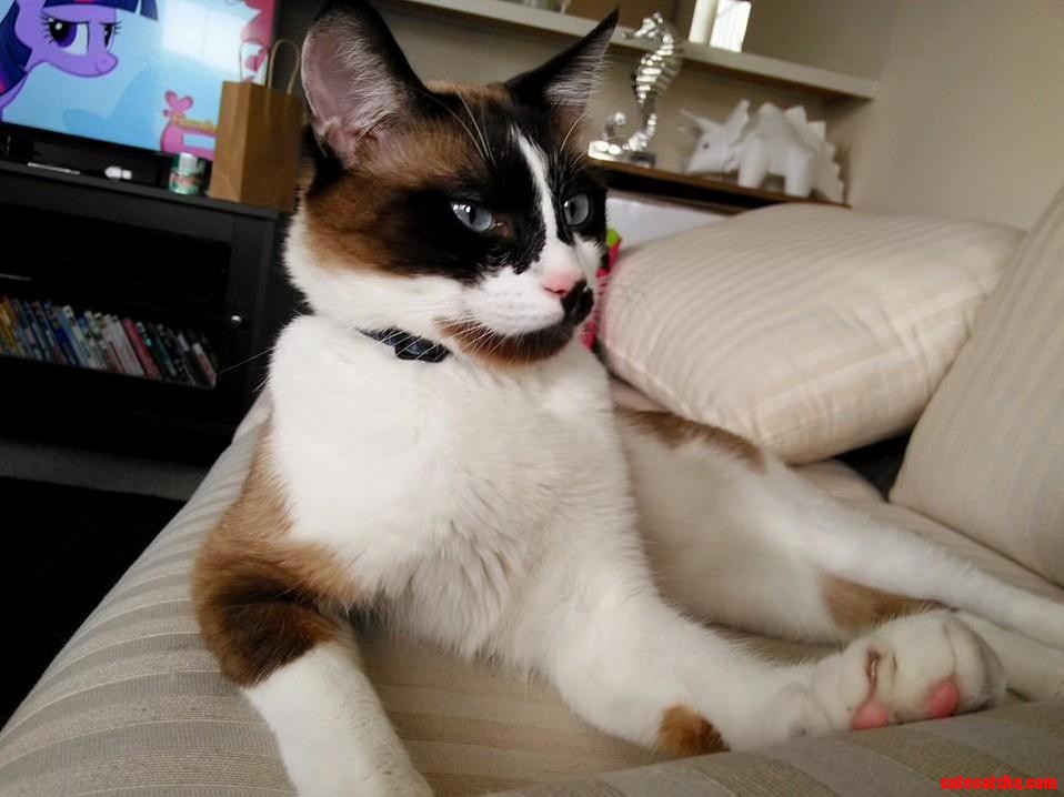 Snowshoe - King Renly