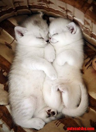 Snuggling and Cuddling