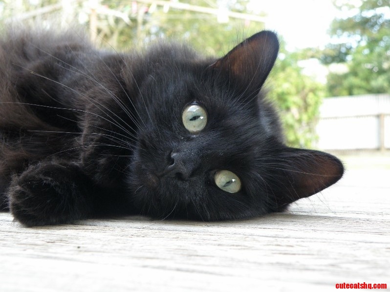Some People Say That Black Cats Dont Photograph Well. I Beg to Differ