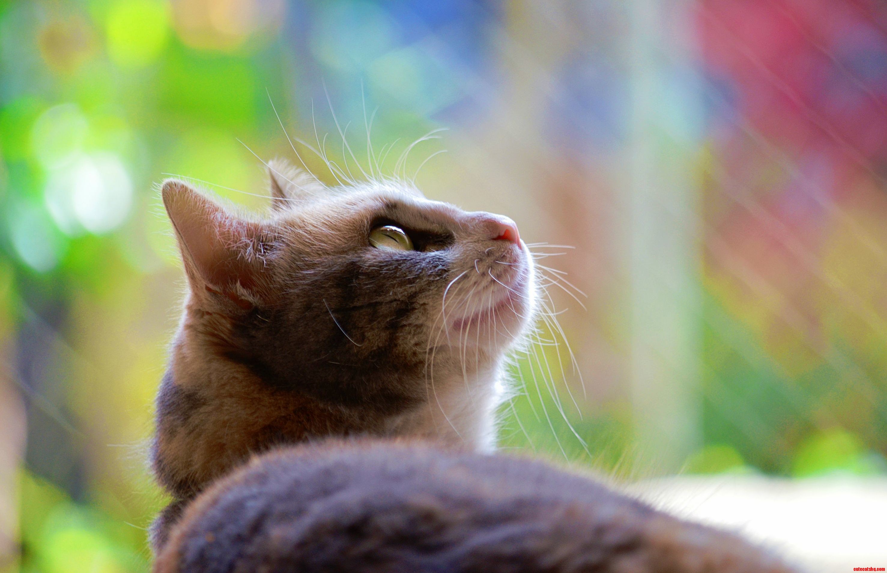 Somebody Told Me I Should Post a Picture of My Tricolor Shmoo Cat Here