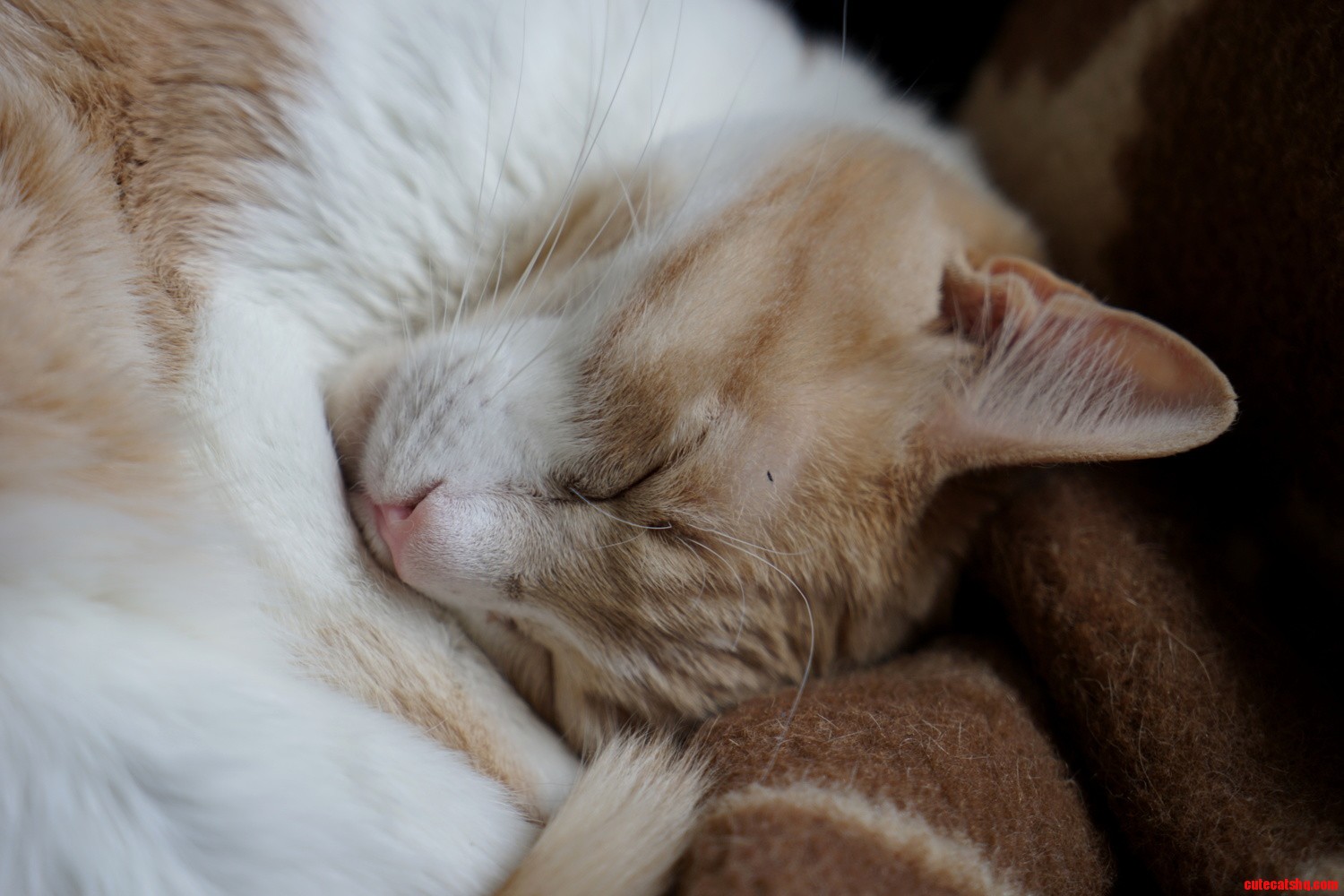Sprocket Fast Asleep