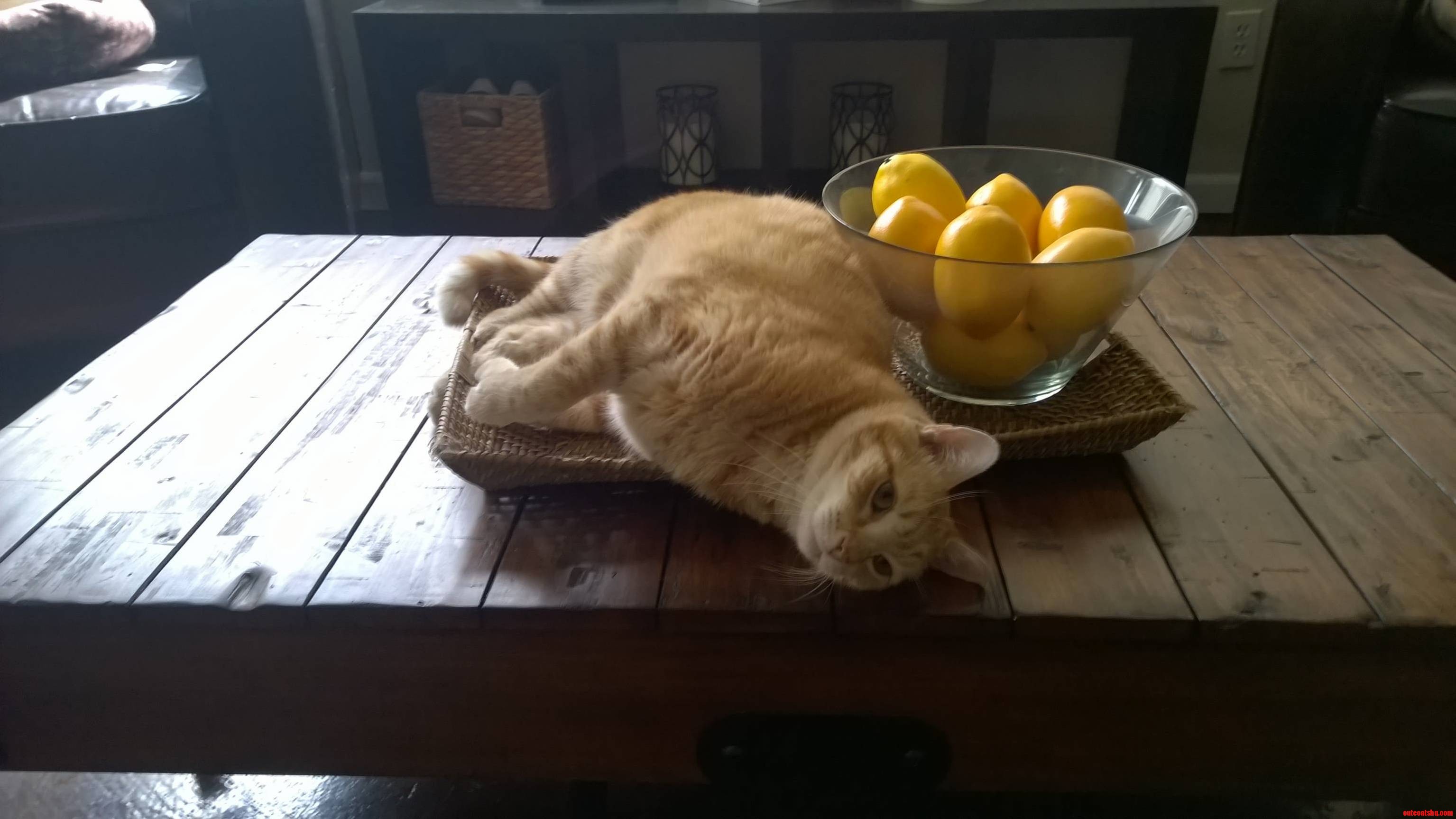 Started Housesitting Today Walked in the House to See This Guy. Should Be a Fun Week.