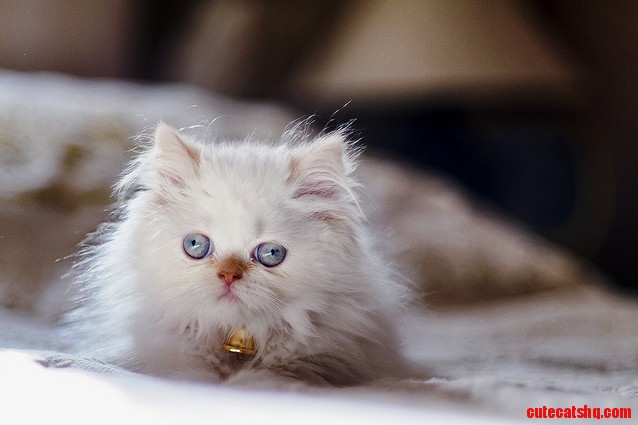The Littlest Derp.