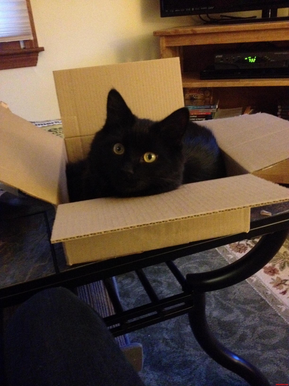 The Ollie I Ordered Finally Arrived