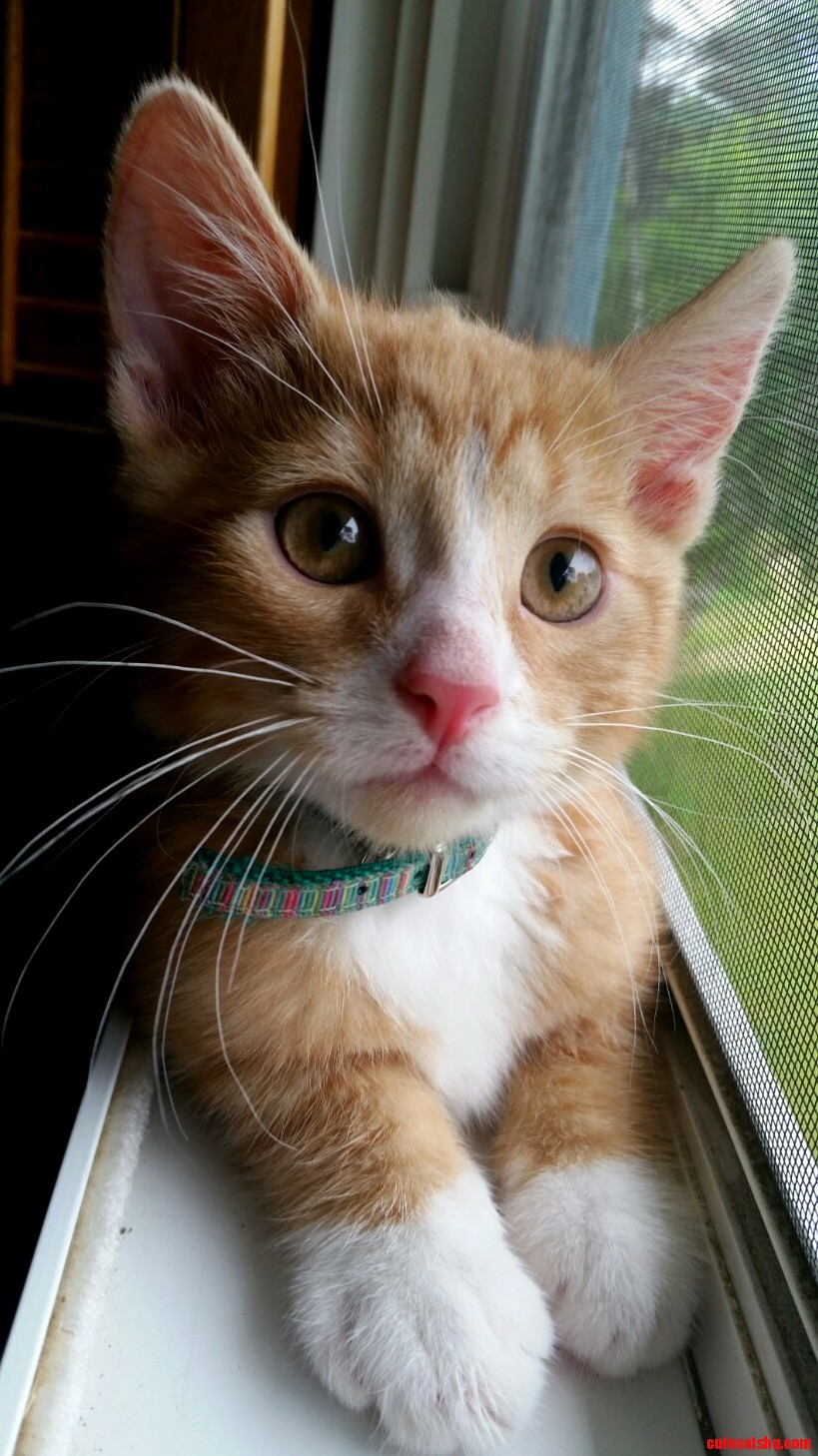 The Pink Nosed Ginger...