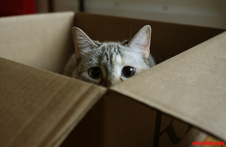 This Box Is Now Her Full-time Bed.
