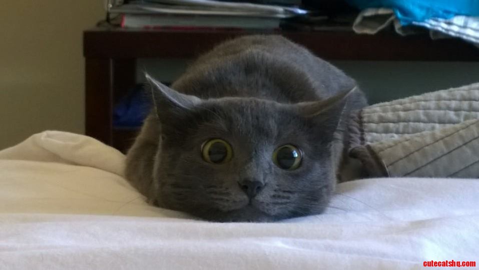 This Is Her Hunting Face. I Think Its Suppose to Be Scary...