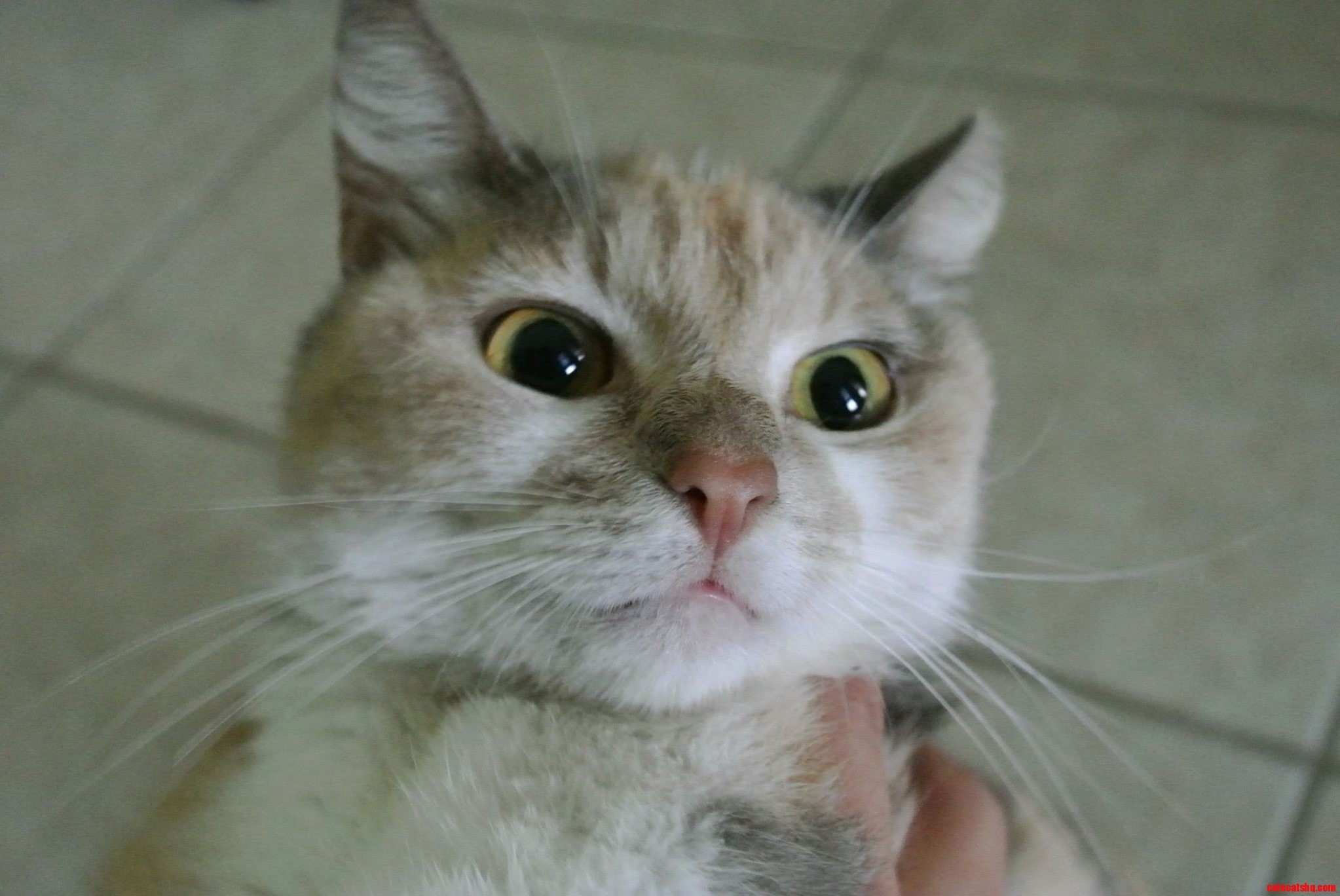 This Is My Cat a Year Ago When She Arrived Home
