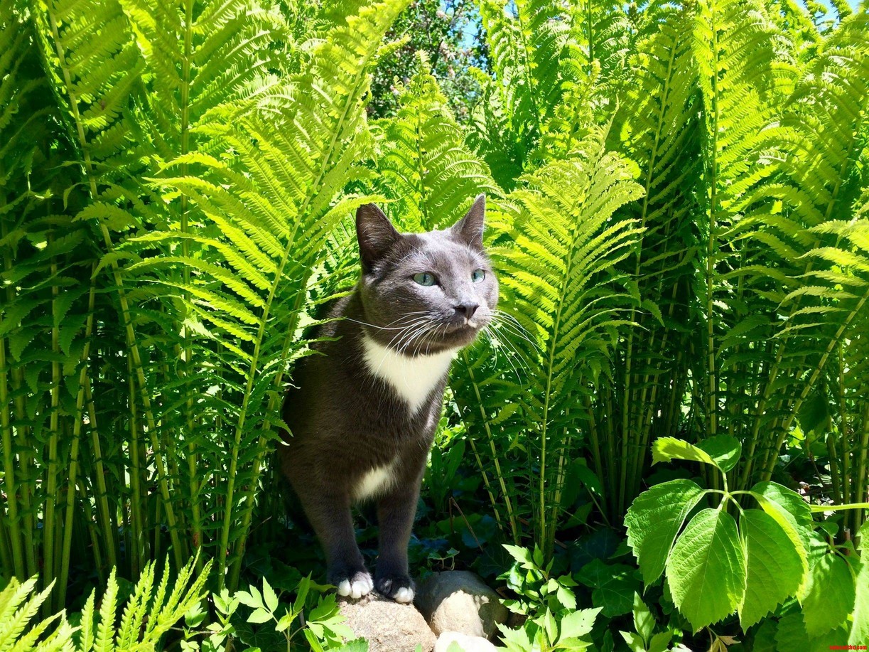 This Is My Cat Bruce Exploring the Outdoors for the First Time.