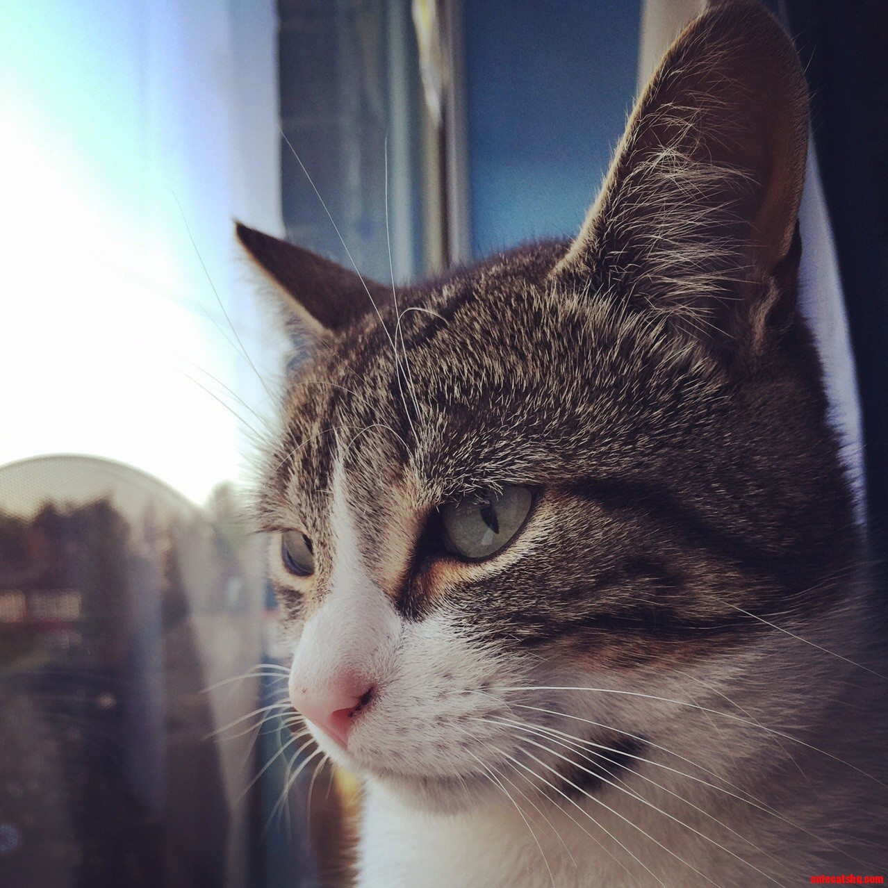 This Is My Cat. There Are Many Like It but This One Is Mine