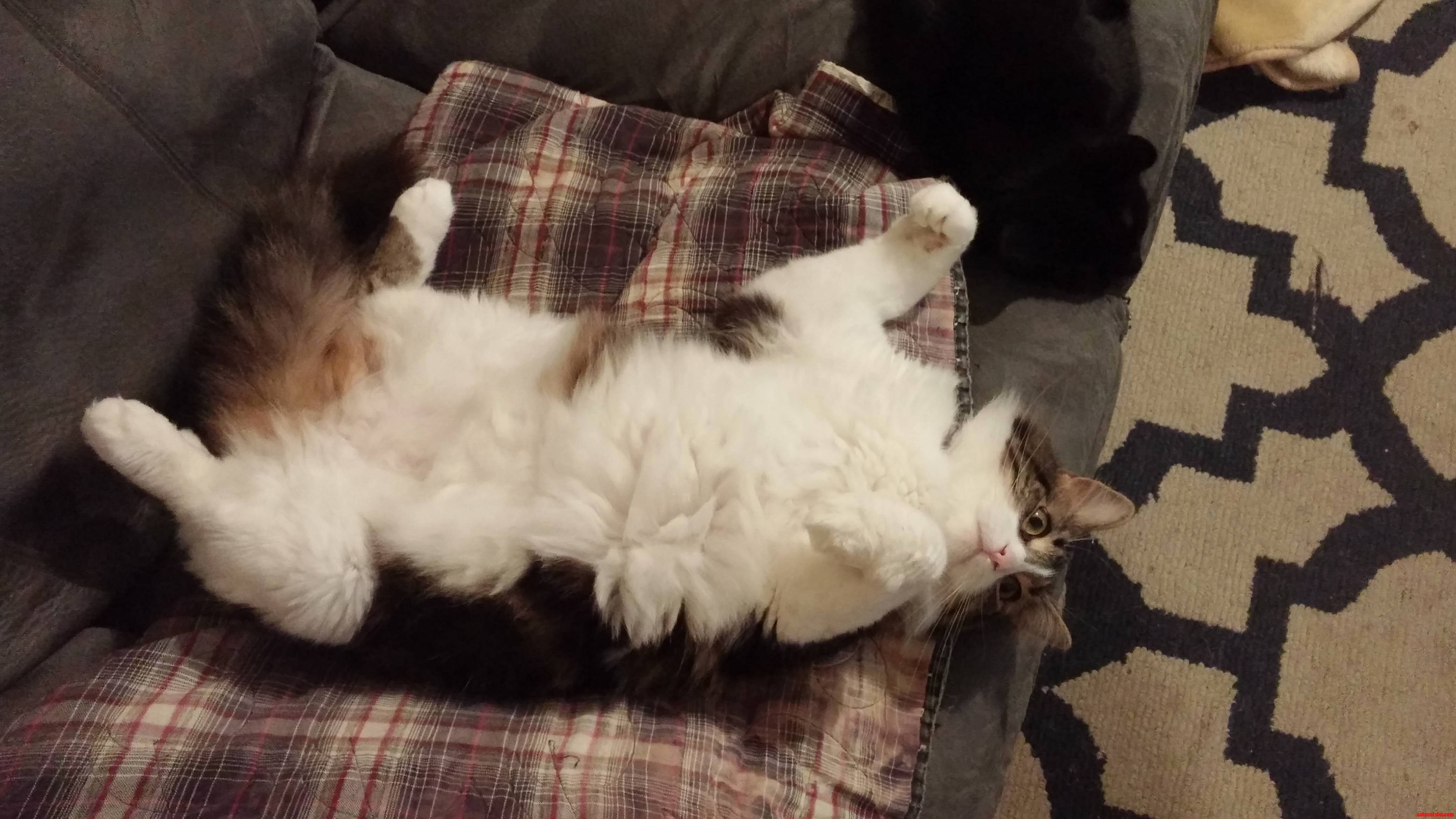 This Is Shagga. I Think He Was Daring Me to Rub His Belly.