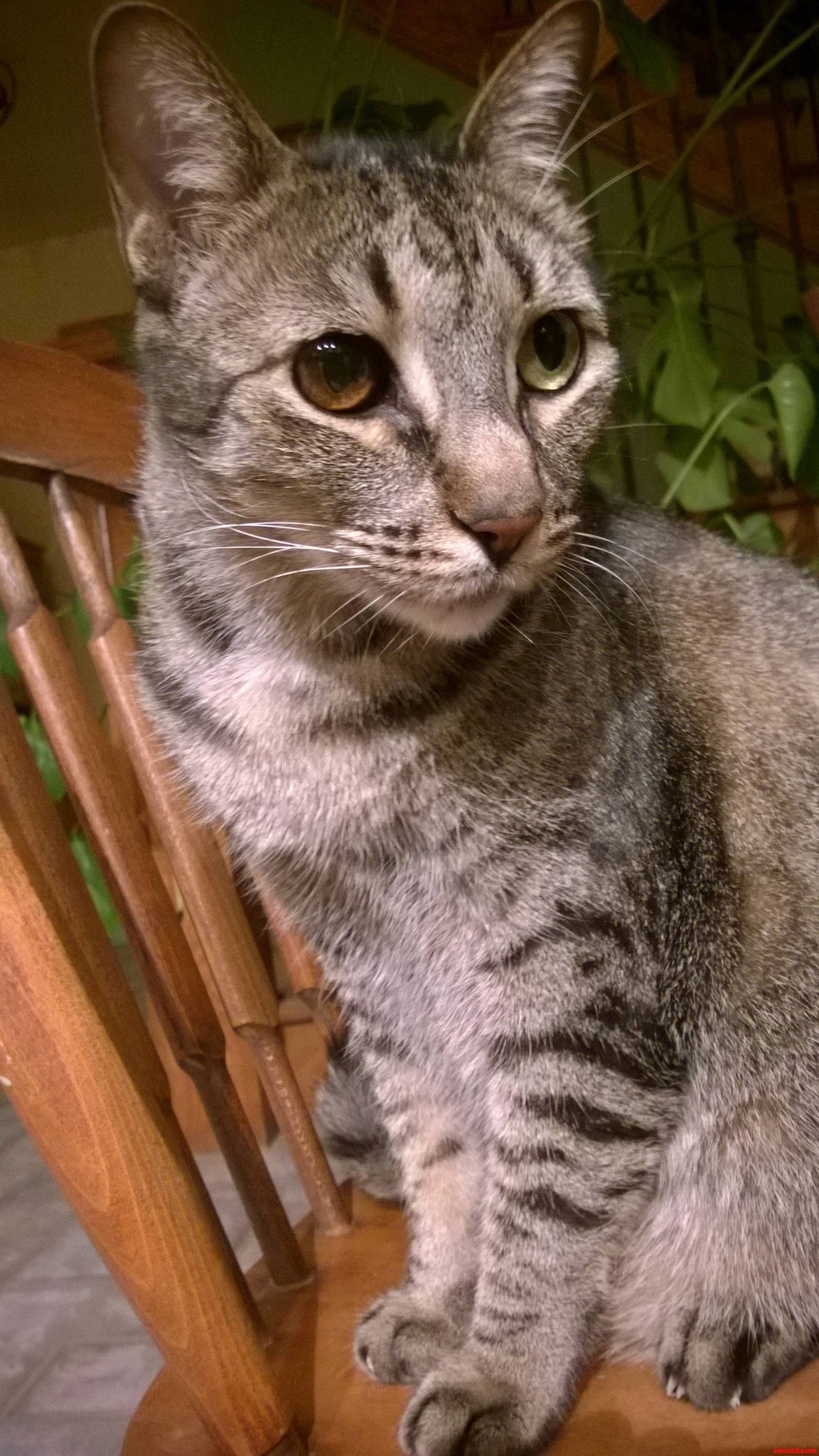 This Is Squirt and His Eyes Are Fantastic