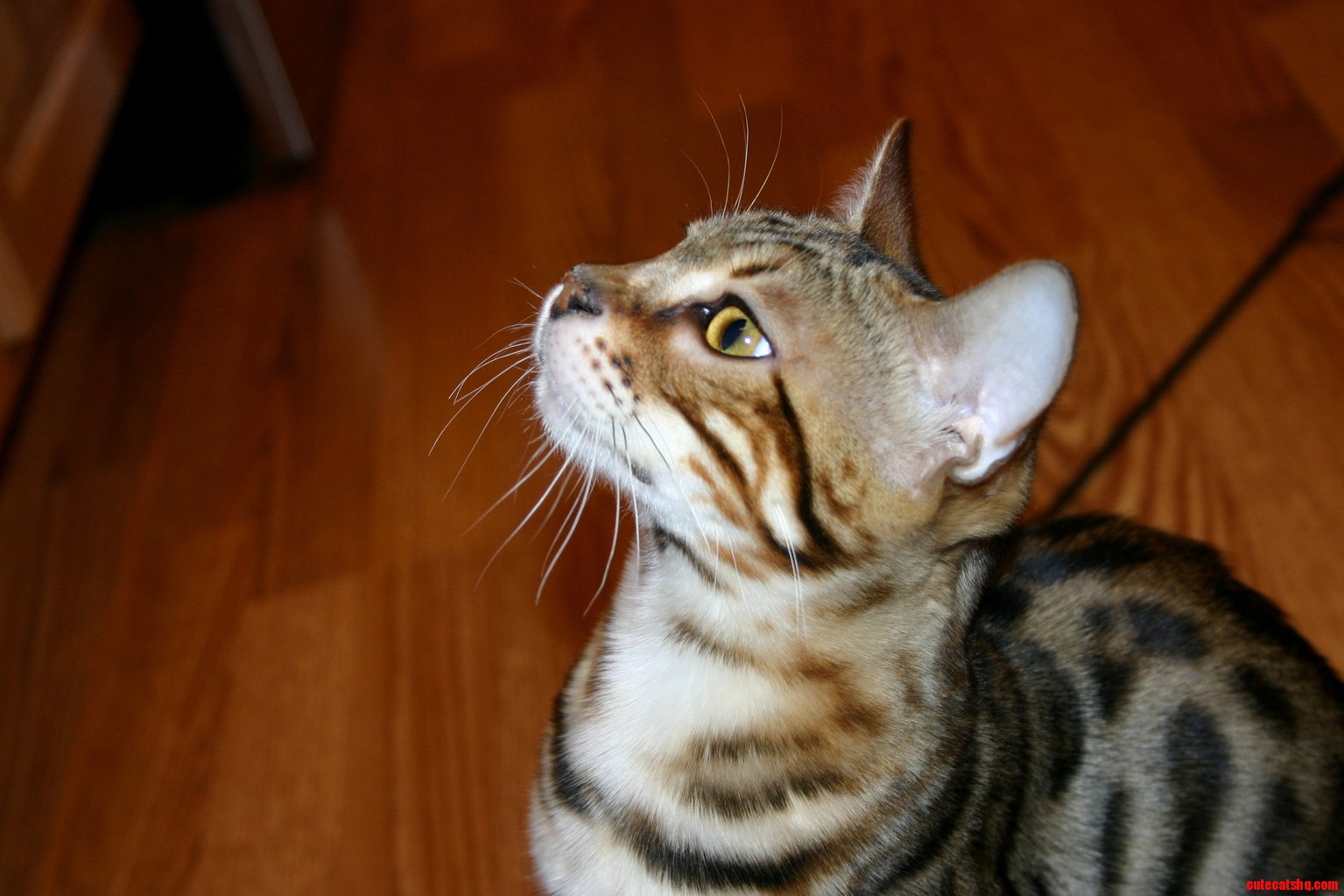 This Is Taz Showing Off His Whisker Pads.