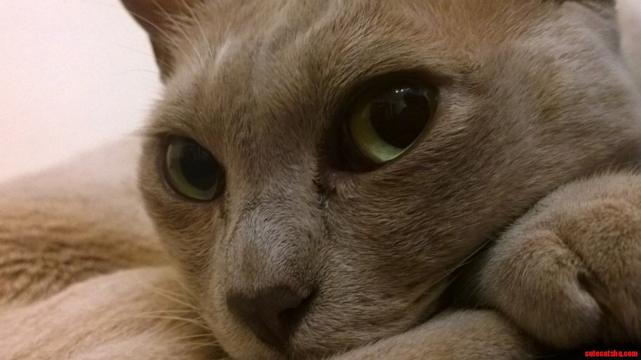 This Is the Neighbours Beautiful Burmese He Visits Every Night.