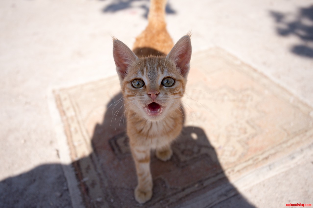 Tiny Turkish Kitten on a Tiny Turkish Rug...