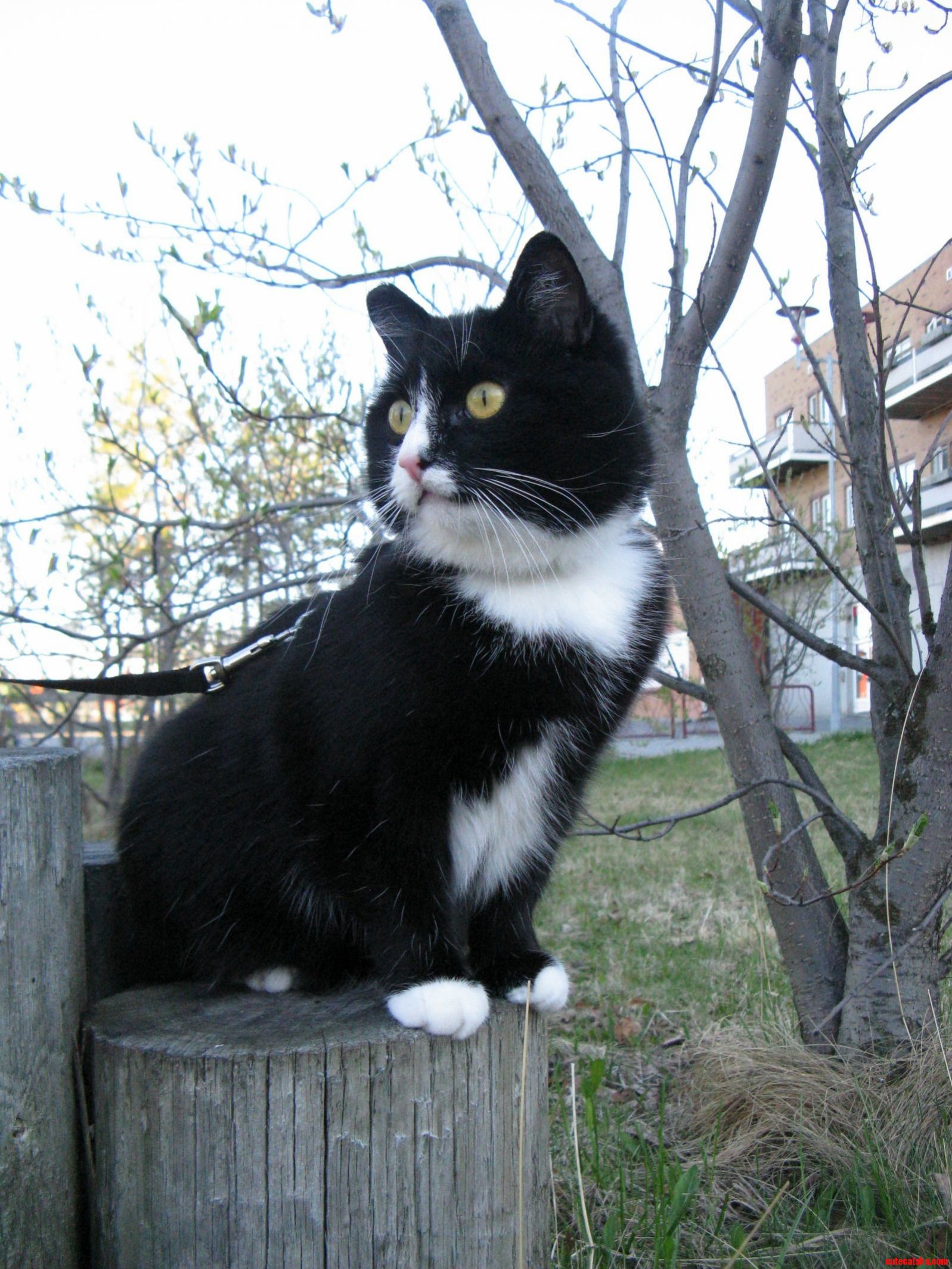 Took Her for a Walk She Found a Place to Keep a Lookout