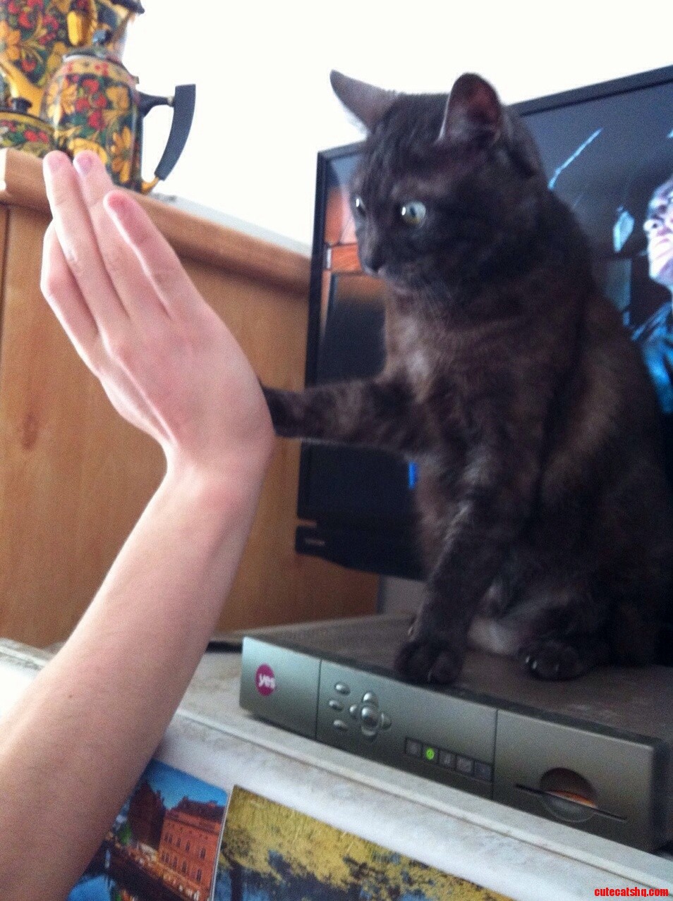 Trying to Teach My Cat to High Five So Far So Good