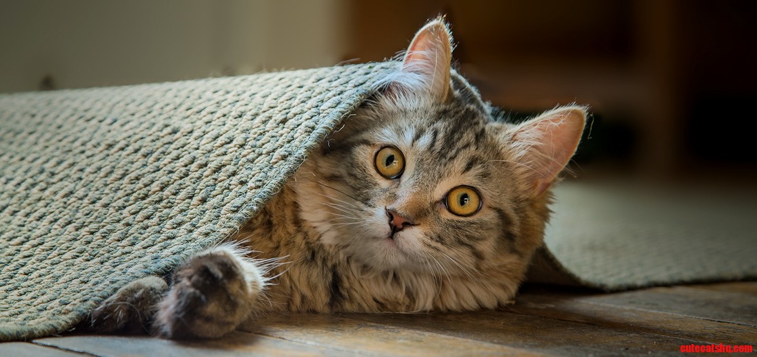 Under the Carpet