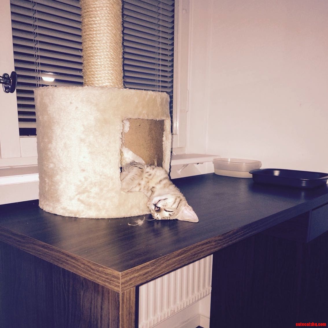 Went to Check in on Nimra My Kitten Found Him Sleeping Like This.