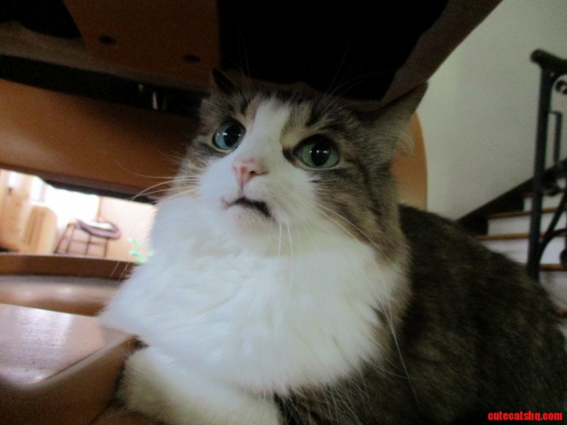 What a Horrified and Slightly Disgusted Look My Cat Has...