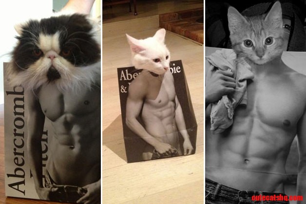 What Cats Look Like Under All That Fur