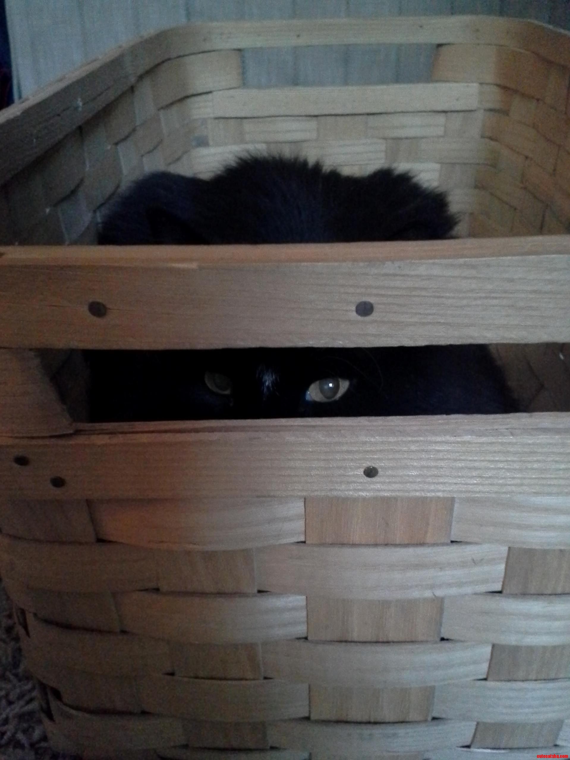 Whats in the Basket