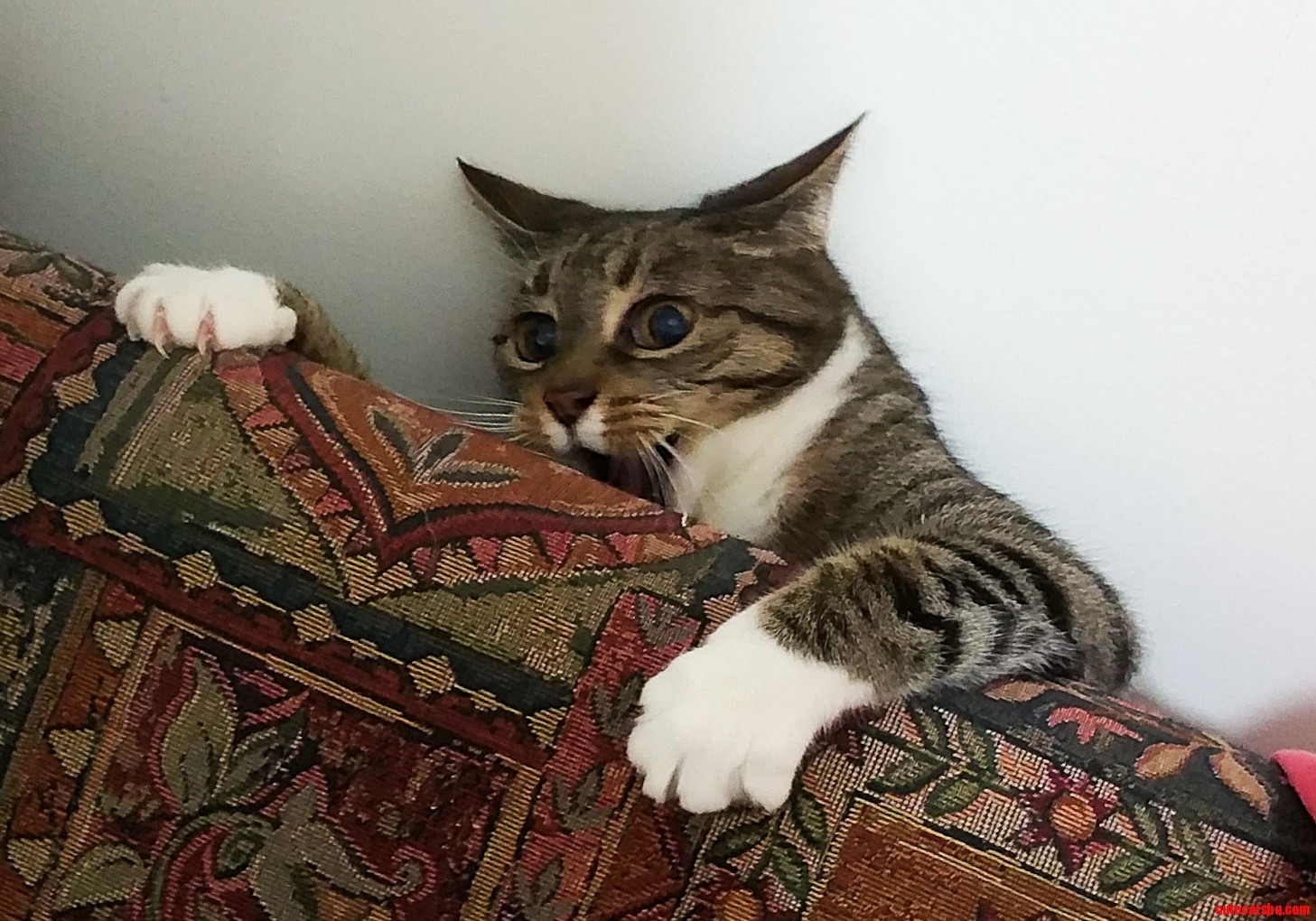 When the Cat Nip Kicks In...