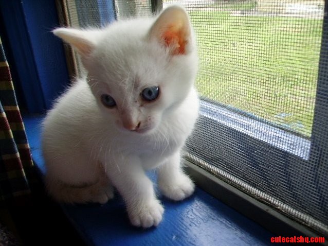 White Blue