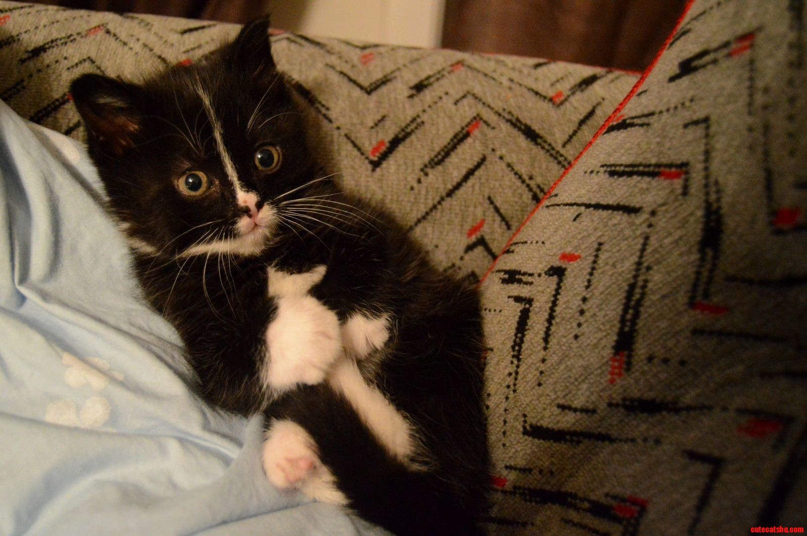 Wide Eyed Kitty 3