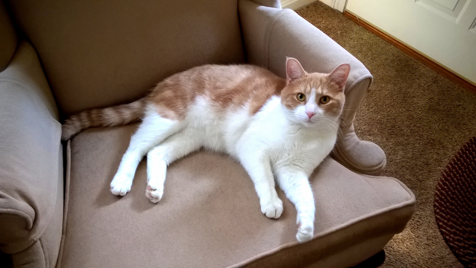 2 Years Ago an Abandoned Kitten Followed My Mom Home from the Cemetery. Heres Arlo