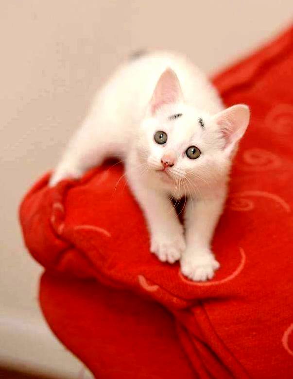 8-week-old Beautiful Kitten...