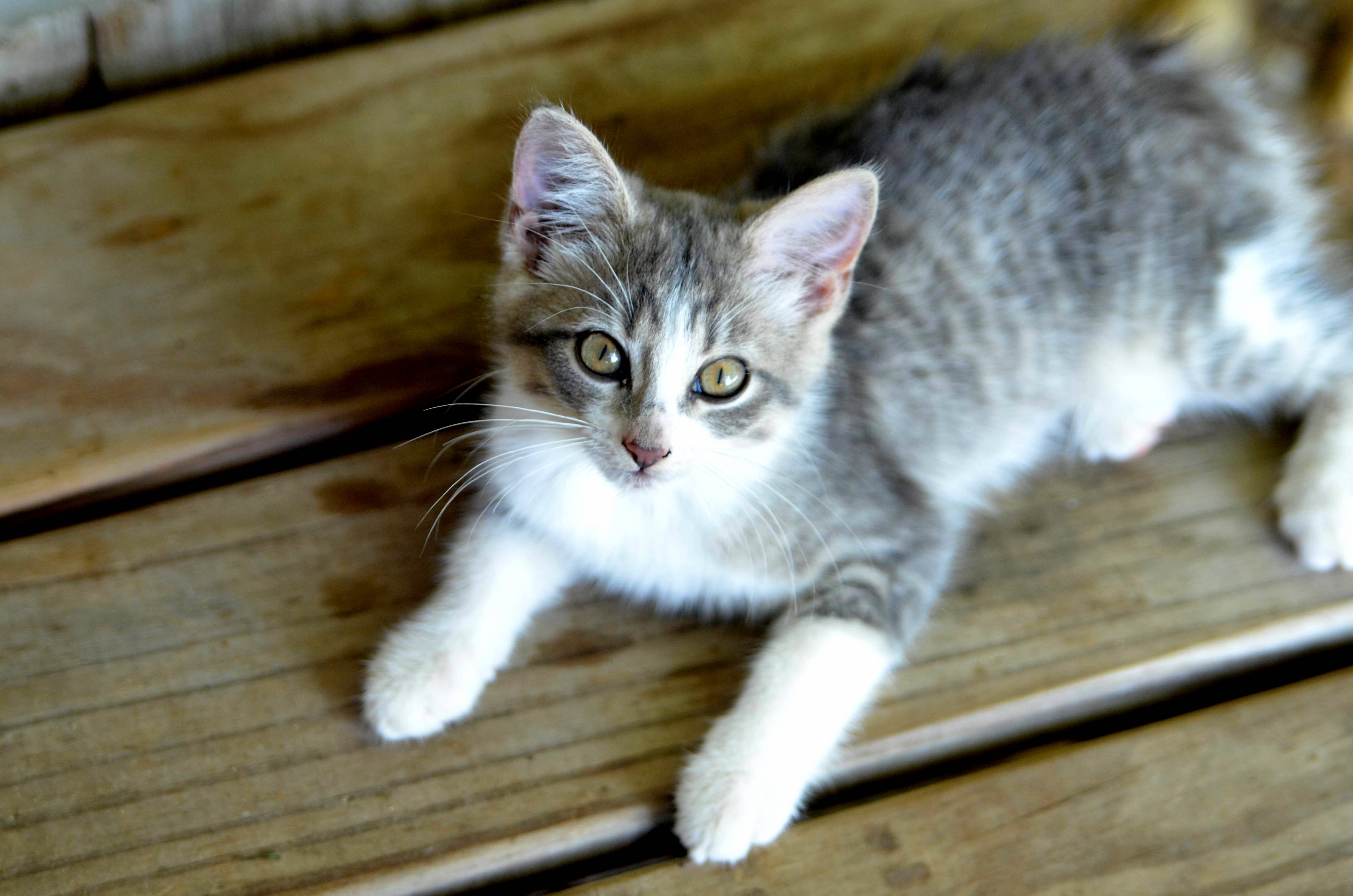 A Barn Kitten Oc Xpost