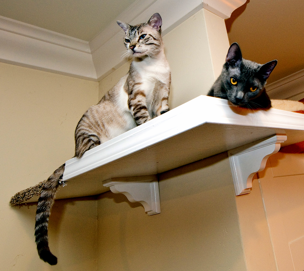 A Coupla Cool Cats Just Hangin Out on the Catwalks. Stella and the Samster.
