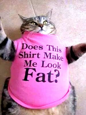 A Fat Cat