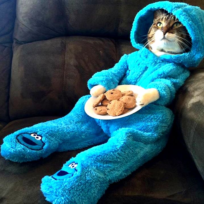 A Friend Who Knows Im a Cat Lady Shared This with Me. Found on Facebook