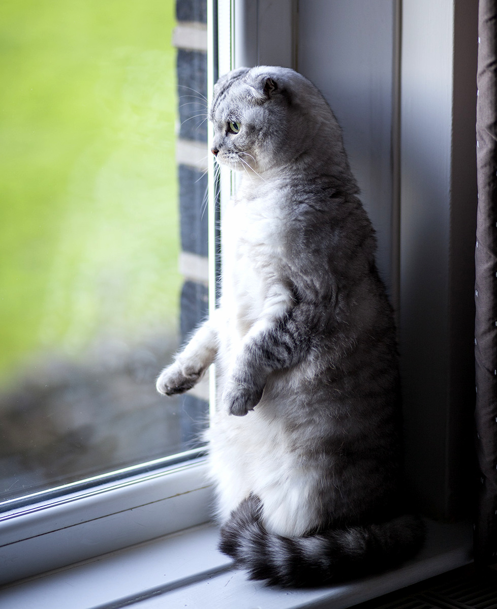 A Mere Cat