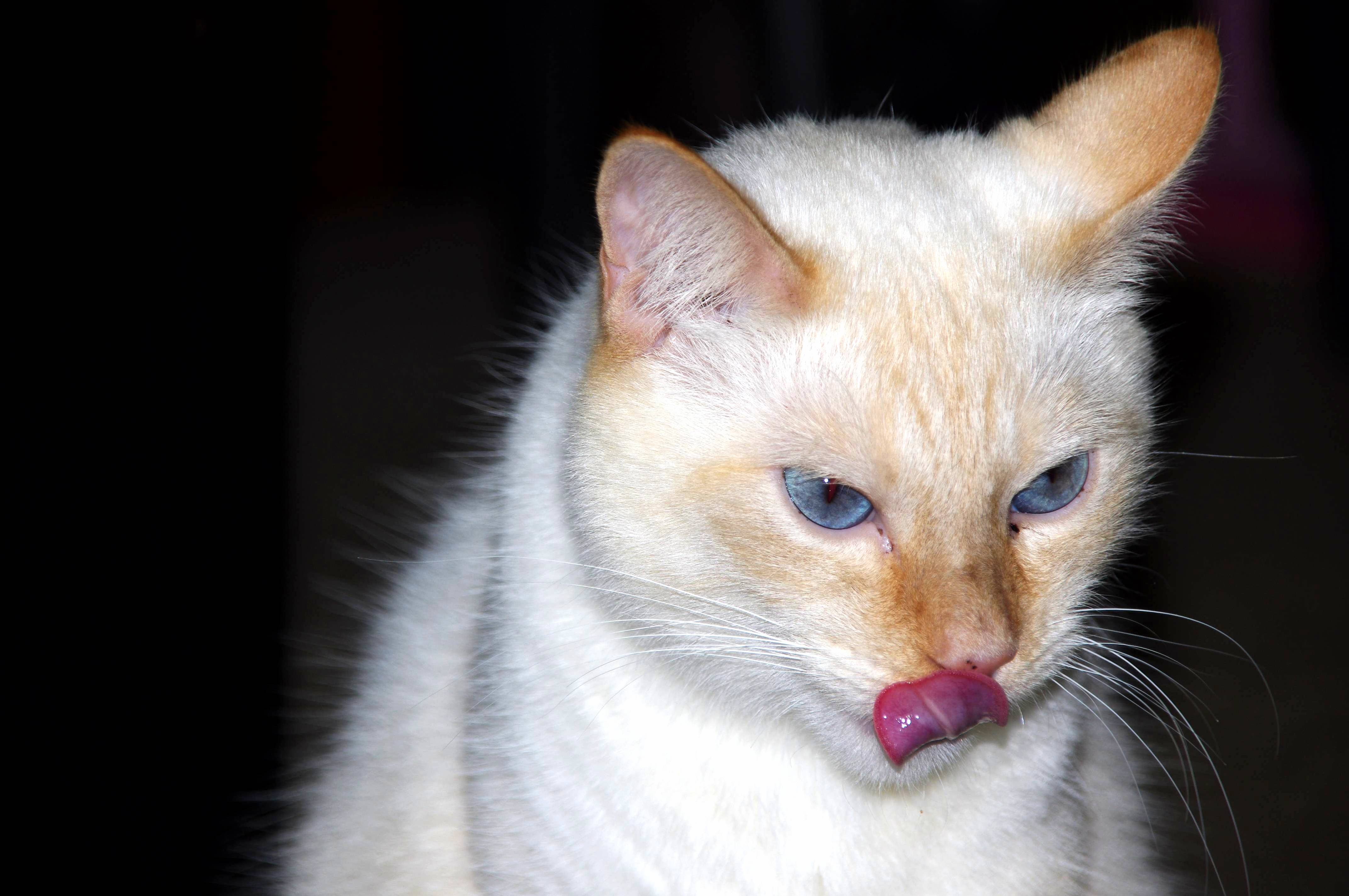 A Perfect Timing Picture of My Cat