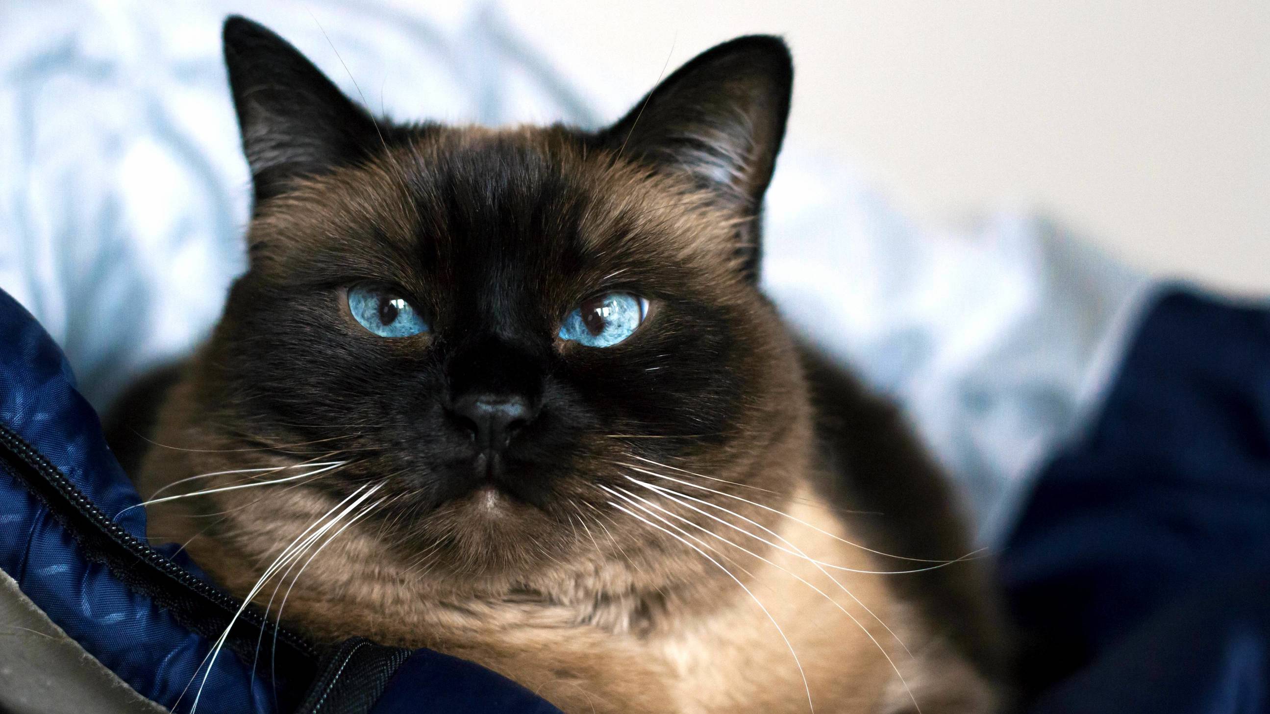 A Picture I Took of a Friends Siamese Cat.