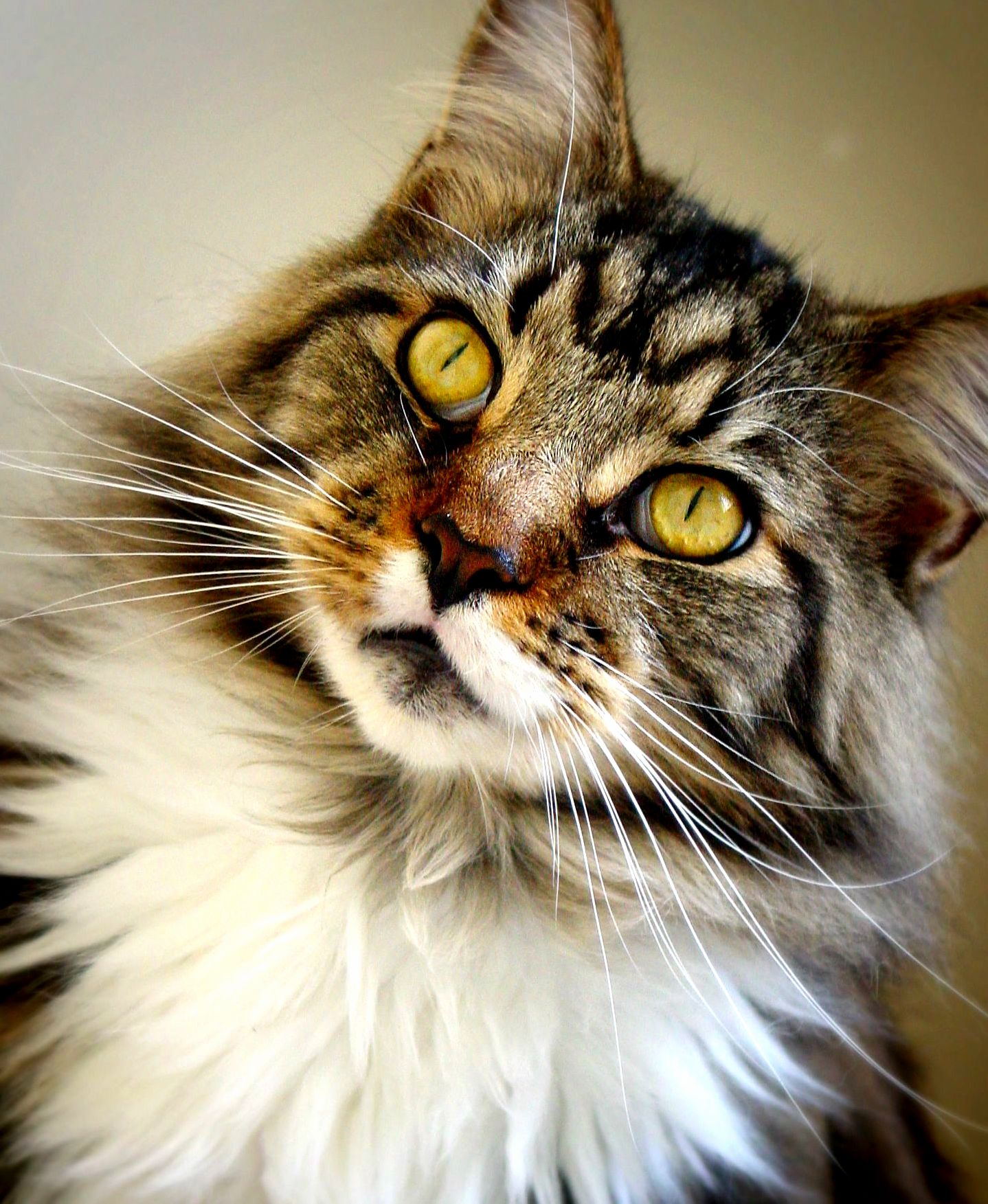 A Picture I Took of My Friends Maine Coon Makar