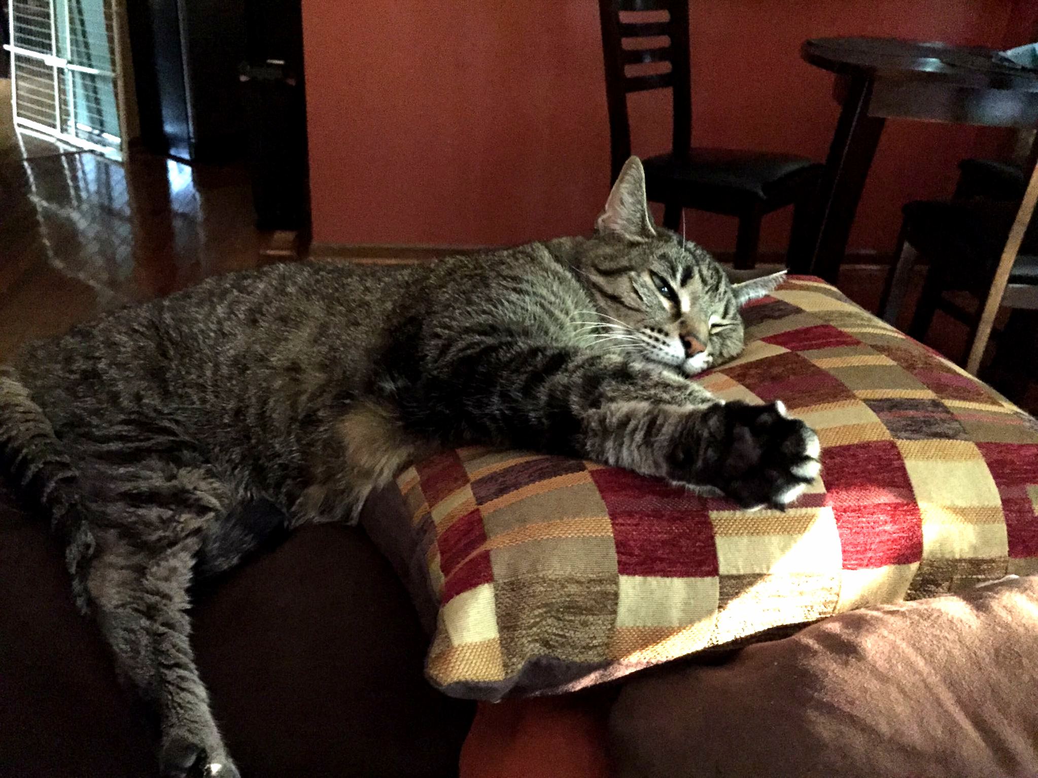 A Pillow Was on Her Favorite Spot That Didnt Stop Her