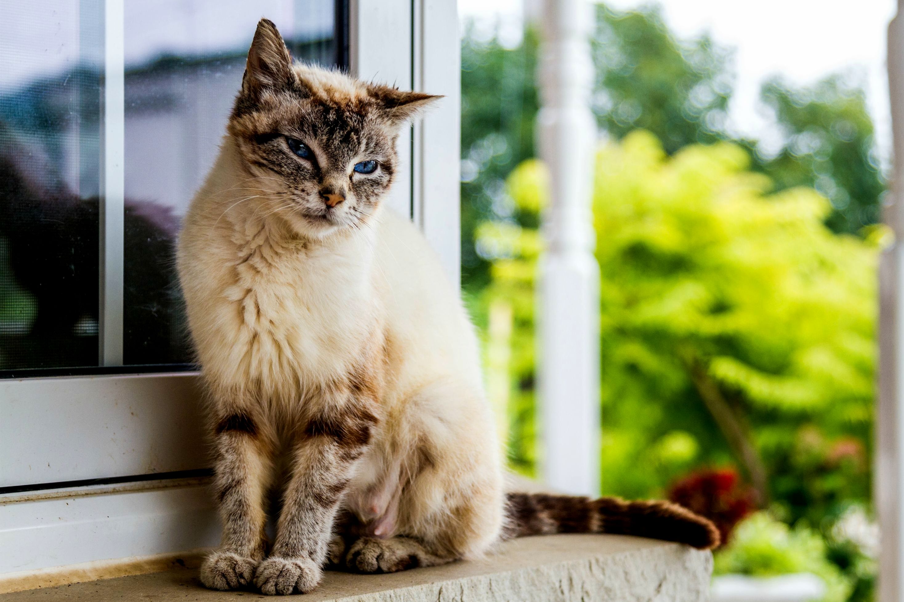 A Pretty Mother Barn Cat I Met.