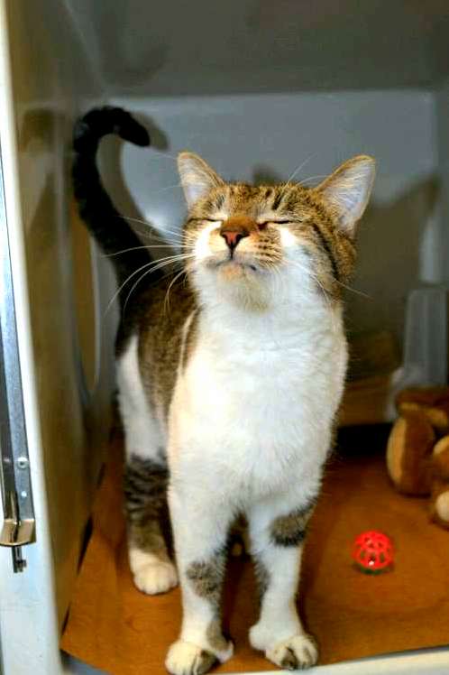 A Smug Cat