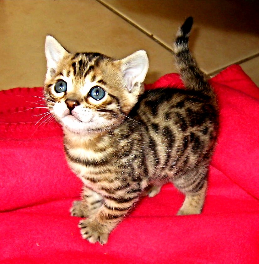 A Very Cute Bengal Kitten