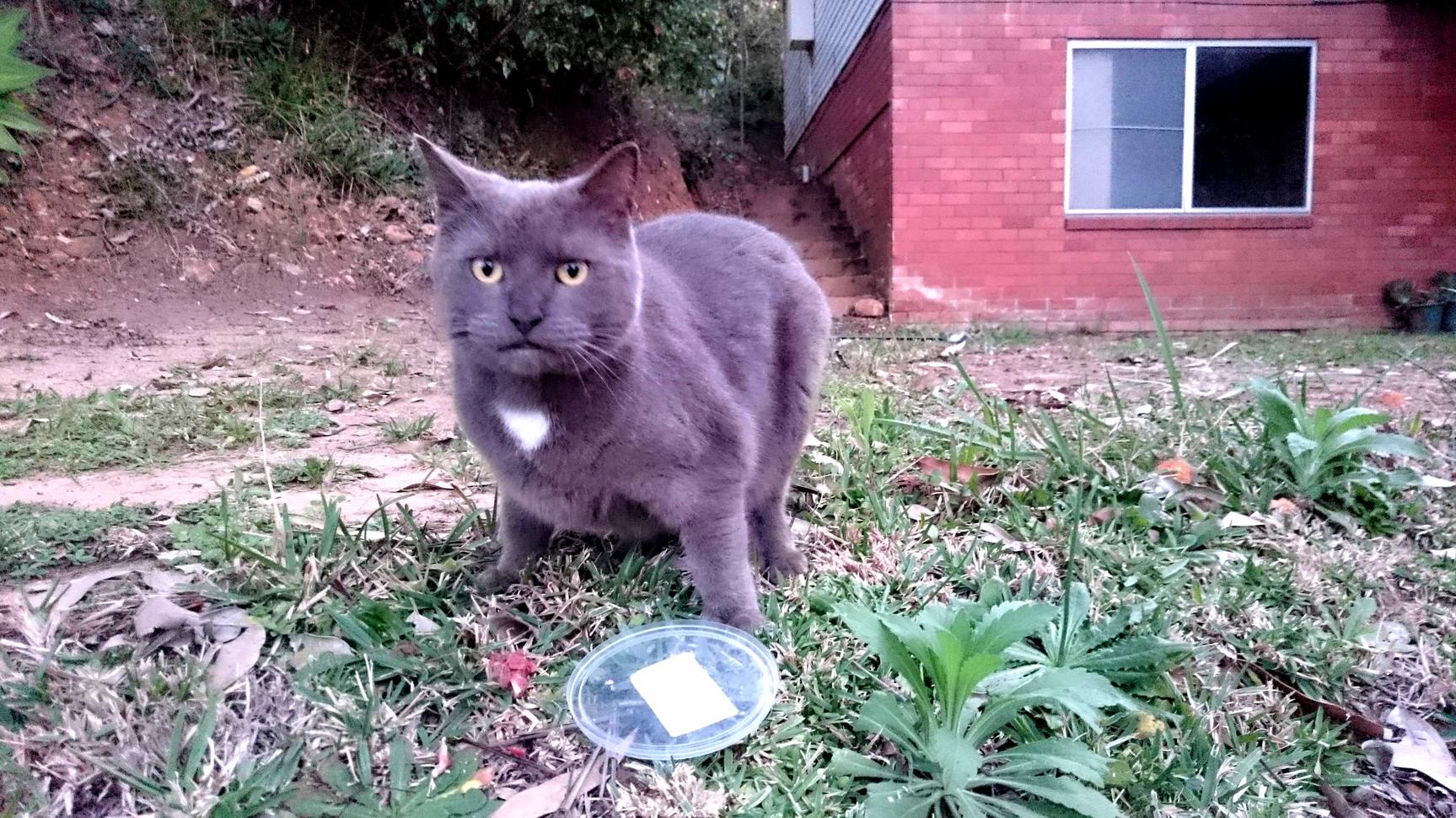 Abandoned Cat Displeased with My Food Offering