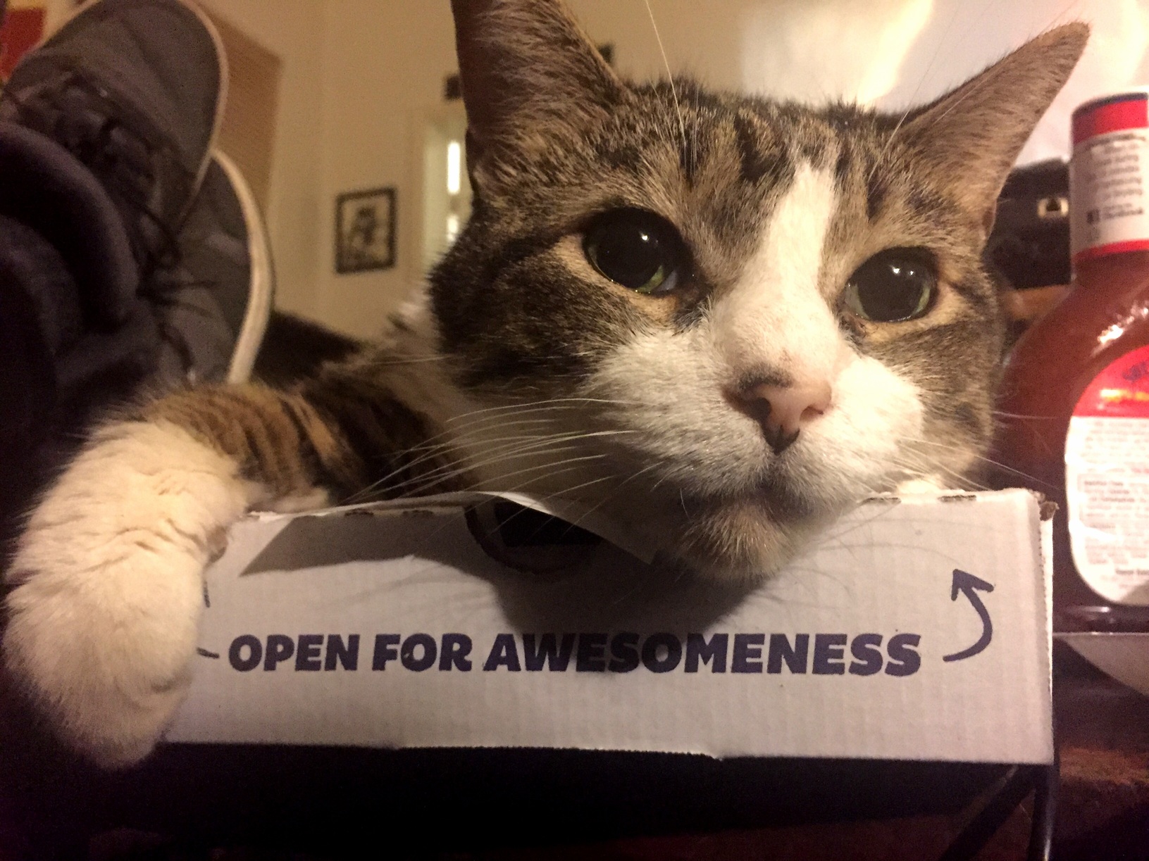 Abbie Now Open for Awesomeness