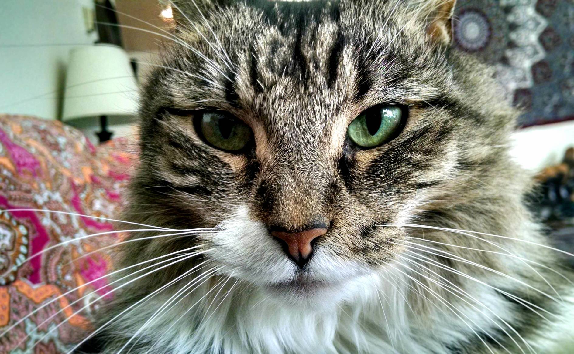 Adopted This 8 Year Old Girl Last Week on My Birthday. Shes Perfect.