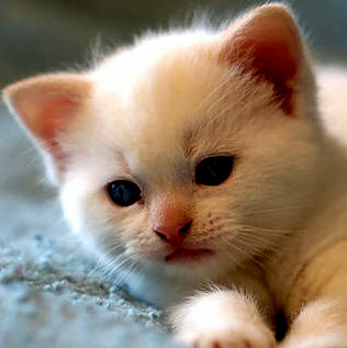 Adorable