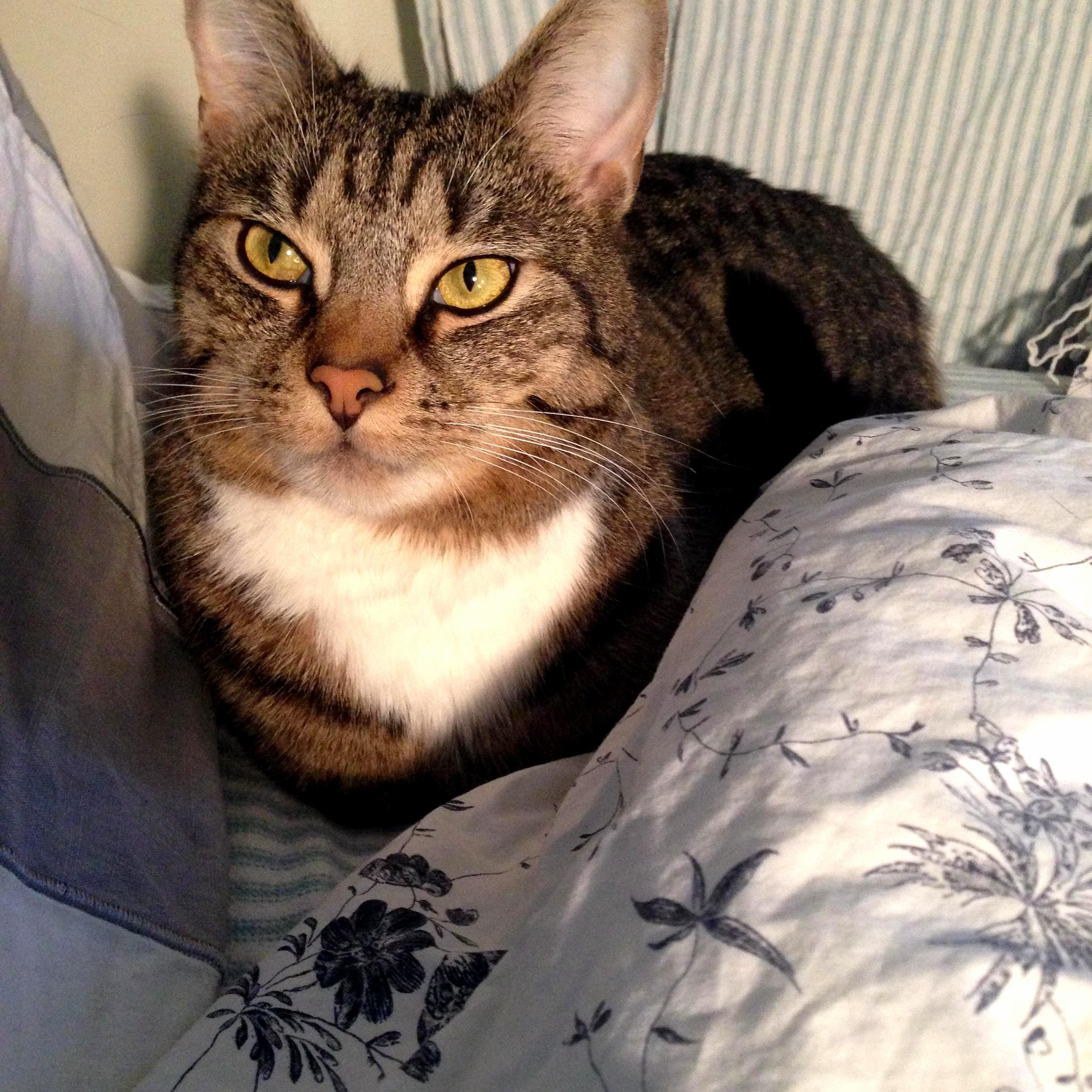 Advice What Type of Cat Door Do You Use